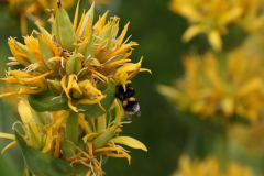 1296-2015-06-20-Hilvarenbeek-De-Dorpsdokter